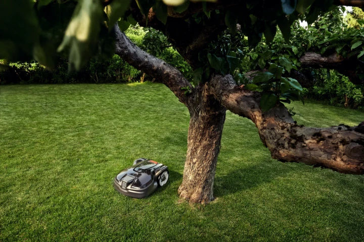 En robotgräsklippare trimmar gräset nära ett stort träd i en välskött, grön bakgård omgiven av buskar och lövverk.